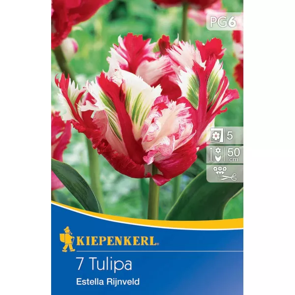 Tulipány Estella Rijnveld