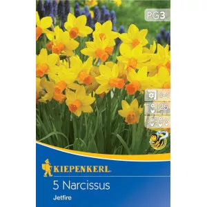 Narcisy Jetfire