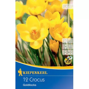 Krokus Goldilocks