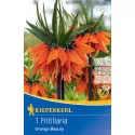 Cisársky tulipán (Fritillaria) Orange Beauty