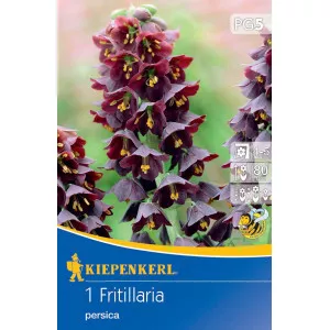 Cisársky tulipán (Fritillaria) Persica