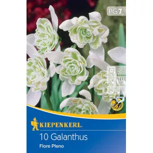 Snežienka (Galanthus woronowii) Flore Pleno