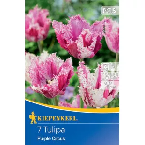 Tulipány Purple Circus