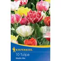 Tulipány Murillo viacfarebná zmes