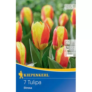 Tulipány Stresa