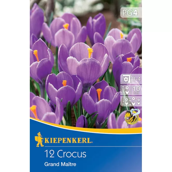 Krokus Grand Maitre Krokus Grand Maitre