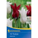Tulipány Fire and Ice