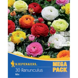Mega Pack Ranunculus viacfarebná zmes