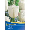 Tulipány White Dream