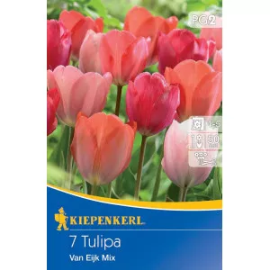 Tulipány Van Eijk viacfarebná zmes