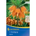 Cisársky tulipán (Fritillaria) Aurora