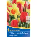 Narcisy a tulipány Spring Duo viacfarebná zmes