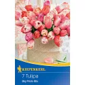 Tulipány Big Pride viacfarebná zmes