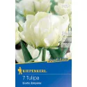 Tulipány Exotic Emperor