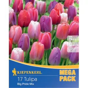 Mega Pack Tulipány Big Pride viacfarebná zmes