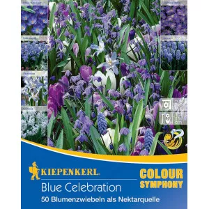 Kvetinové cibuľky Blue Celebration