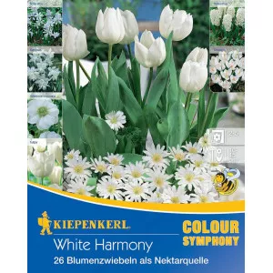 Kvetinové cibuľky White Harmony
