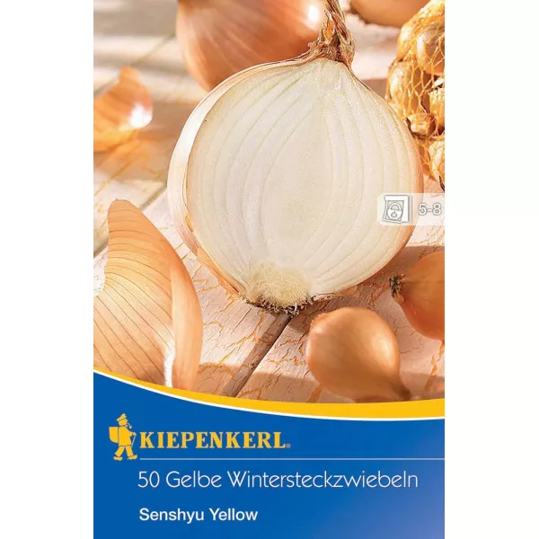 Cibuľa žlta zimná Senshyu Yellow