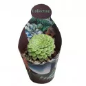 Aeonium Emerald Ice (Aeonium variegato) v črepníku ø 10,5 cm