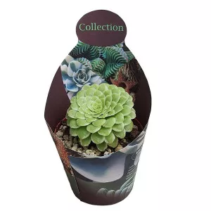 Aeonium Emerald Ice (Aeonium variegato) v črepníku ø 10,5 cm