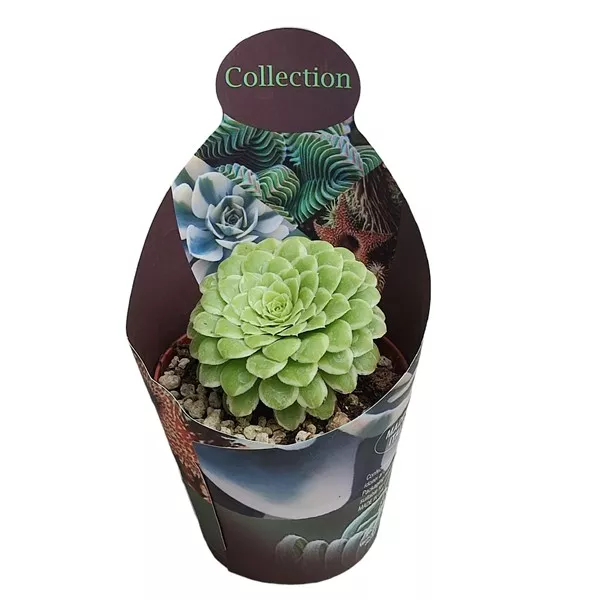 Aeonium Emerald Ice (Aeonium variegato) v črepníku ø 10,5 cm