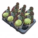 Aeonium Emerald Ice (Aeonium variegato) v črepníku ø 10,5 cm