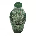 Aloe vera (Aloe humilis x erinacea) v črepníku ø 10,5 cm