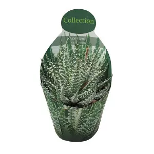 Aloe vera (Aloe humilis x erinacea) v črepníku ø 10,5 cm