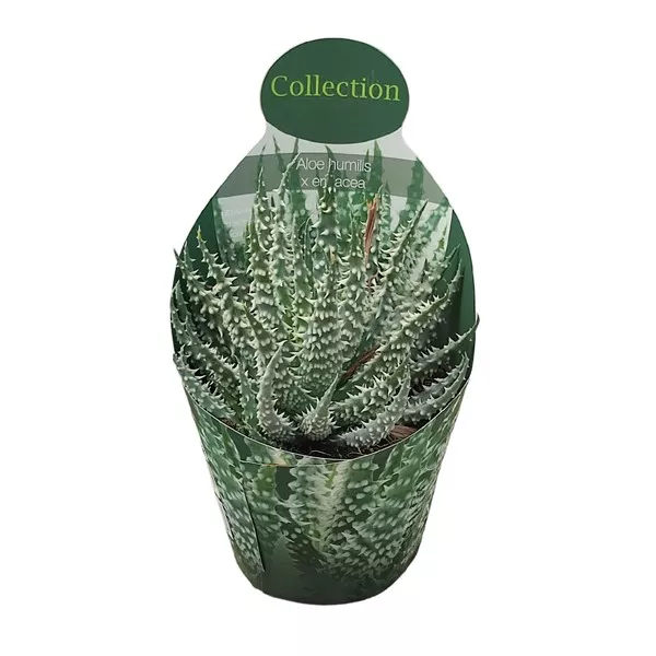 Aloe vera (Aloe humilis x erinacea) v črepníku ø 10,5 cm