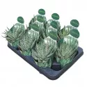 Aloe vera (Aloe humilis x erinacea) v črepníku ø 10,5 cm