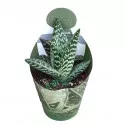 Aloe vera (Aloe variegata compacta) v črepníku ø 10,5 cm