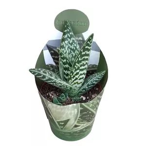Aloe vera (Aloe variegata compacta) v črepníku ø 10,5 cm
