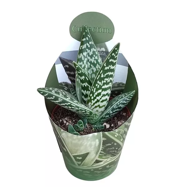 Aloe vera (Aloe variegata compacta) v črepníku ø 10,5 cm
