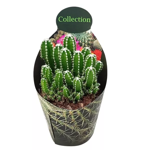 Kaktusy (Cereus repandus inermis) v črepníku ø 10,5 cm