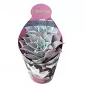Echeveria (Echeveria atlantis) v črepníku ø 10,5 cm