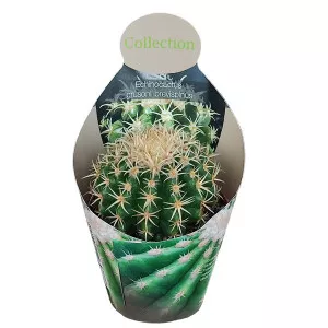 Kaktusy (Echinocactus grusonii brevispinus) v črepníku ø 10,5 cm