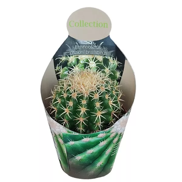 Kaktusy (Echinocactus grusonii brevispinus) v črepníku ø 10,5 cm