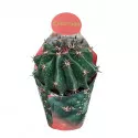 Kaktusy  (Ferocactus horridus brevispinus) v črepníku ø 10,5 cm