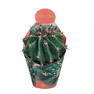 Kaktusy  (Ferocactus horridus brevispinus) v črepníku ø 10,5 cm