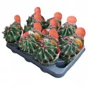 Kaktusy  (Ferocactus horridus brevispinus) v črepníku ø 10,5 cm