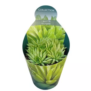 Haworthia (Haworthia kikuhigasa) v črepníku ø 10,5 cm