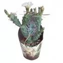 Kaktusy (Tephrocactus articulatus syringacanthus) v črepníku ø 10,5 cm