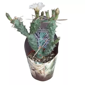 Kaktusy (Tephrocactus articulatus syringacanthus) v črepníku ø 10,5 cm