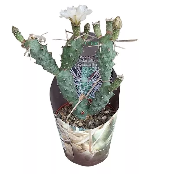 Kaktusy (Tephrocactus articulatus syringacanthus) v črepníku ø 10,5 cm