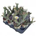 Kaktusy (Tephrocactus articulatus syringacanthus) v črepníku ø 10,5 cm