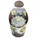 Kaktusy (Mammillaria plumosa) v črepníku ø 10,5 cm