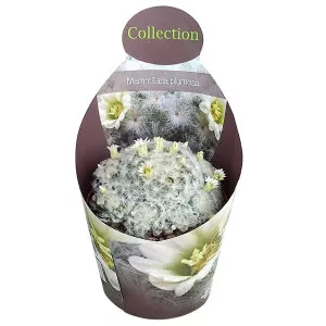 Kaktusy (Mammillaria plumosa) v črepníku ø 10,5 cm