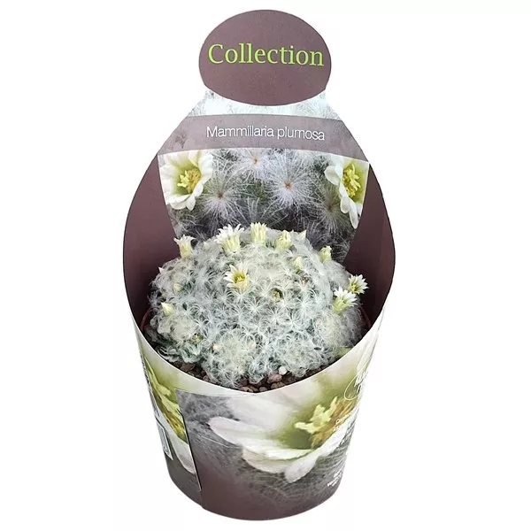 Kaktusy (Mammillaria plumosa) v črepníku ø 10,5 cm
