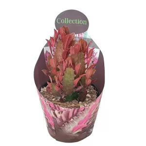 Euphorbia (Euphorbia submammillaris variegata) v črepníku ø 10,5 cm