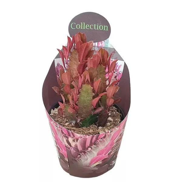 Euphorbia (Euphorbia submammillaris variegata) v črepníku ø 10,5 cm